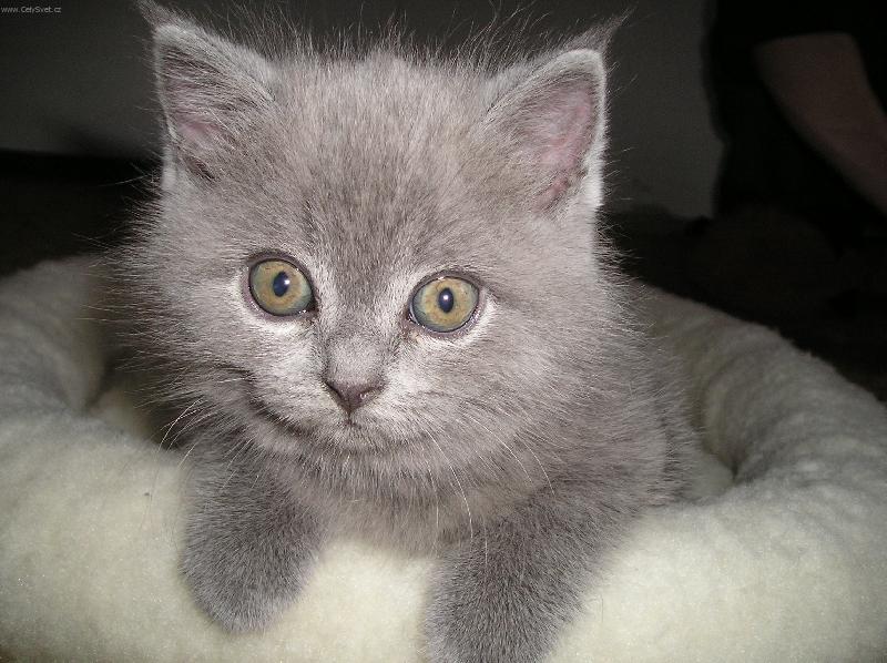 Foto: Absolutn� �t�st�-Jmenuji se Fanou�ek a je mi fajn. Zat�m se rozhl��m.....