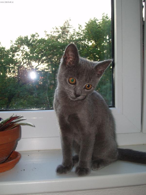 Foto: I kocour se m��e zahled�t..:)