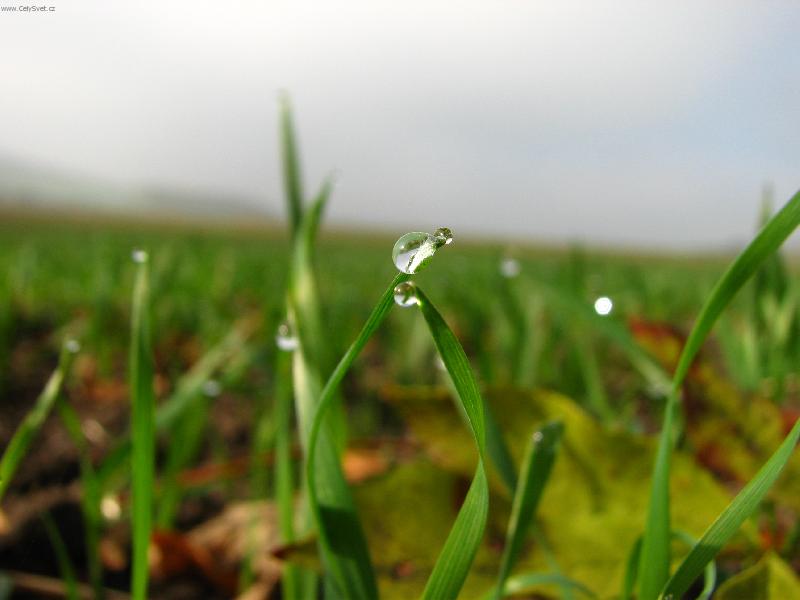 Foto: kapky rosy-kapky rosy na obil�