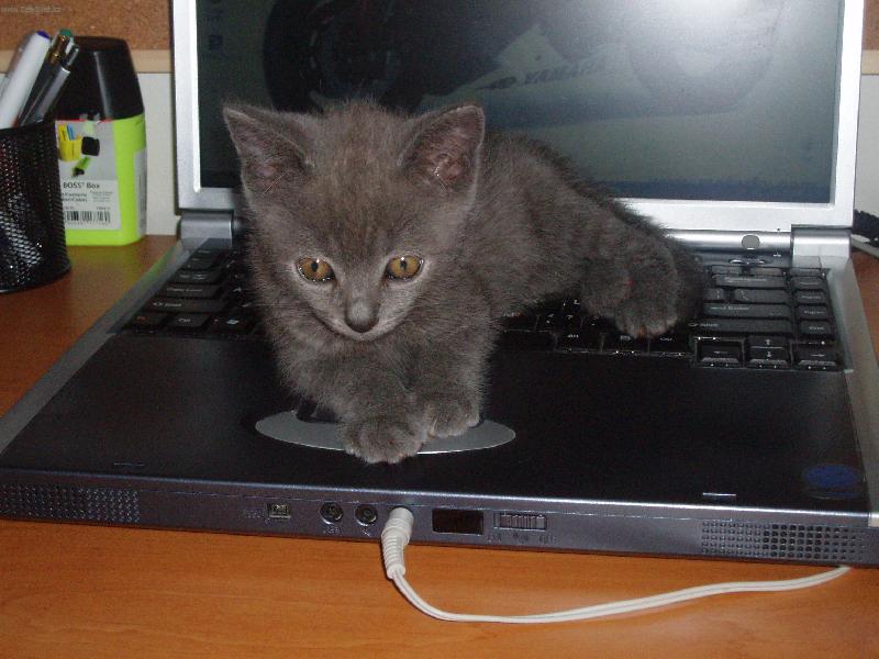 Foto: JO to je lep�� pel�ek!