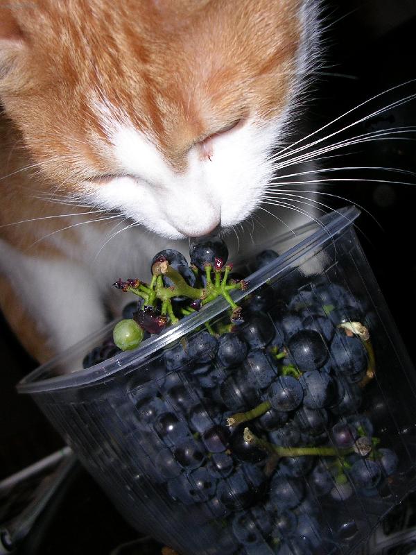 Foto: Zip-r�d j� hroznov� v�no