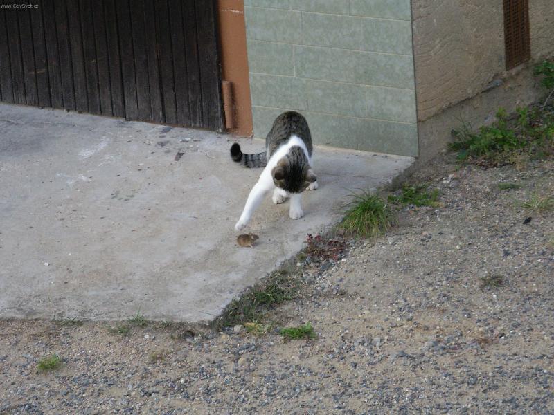 Foto: Lovec-M�j kocourek Maugli na lovu