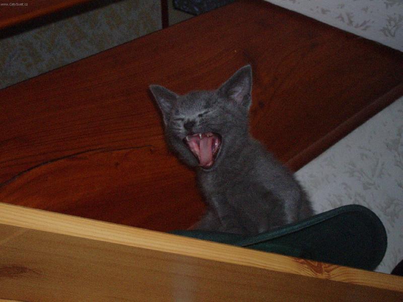 Foto: �enda-pozor, zl� kocourek!