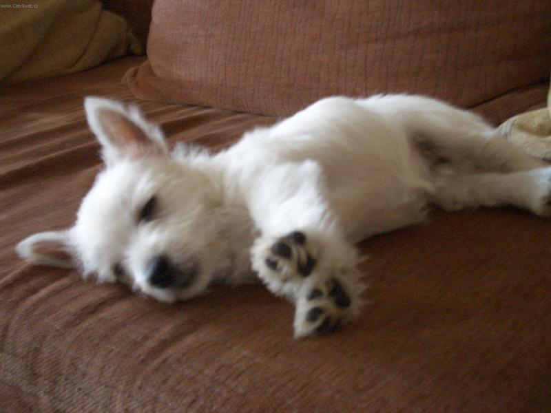 Foto: Adu�ka sp�-Ad�lka spink�...