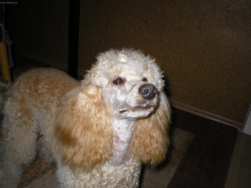 Foto: Ophelie Aurea Ytaner-Co si mysl� ?