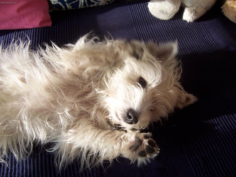 Foto: Adu�ka-west highland white terrier