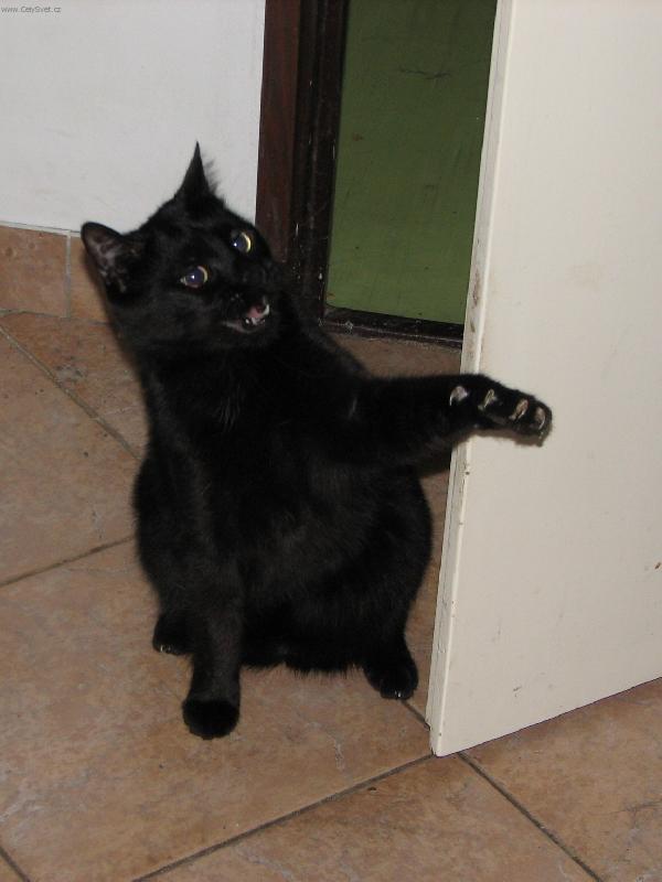 Foto: Elegance-Na�e ko�ka