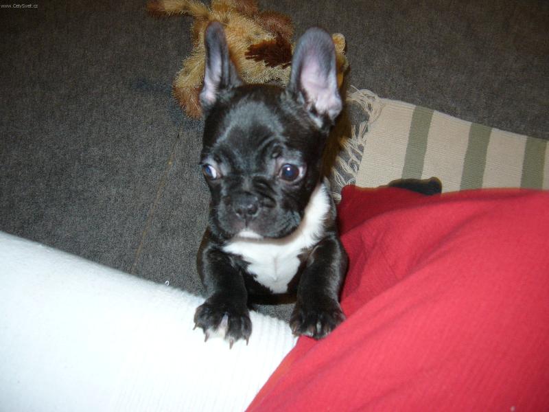 Foto: Blueberry-dej m� taky nahoru!