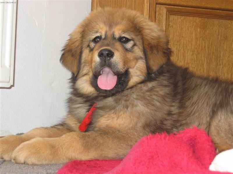 Foto: Tibe���ek