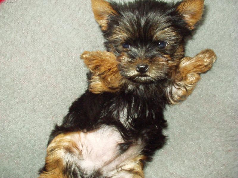 Foto: Mal� Ernest-Pohoda na posteli