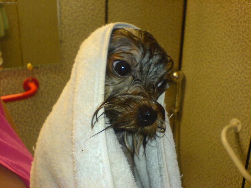 Foto: Mal� Ernest- Erni po koup�n�