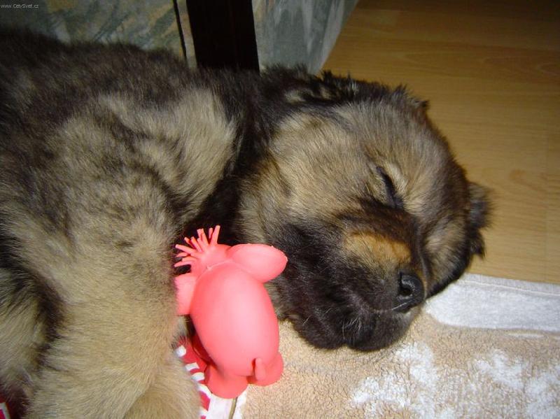 Foto: P�t, spink�m