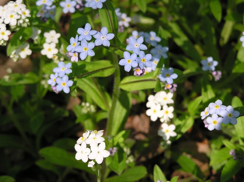 Foto: Pomn�nka-cestou k obo�e v �ehu�ic�ch