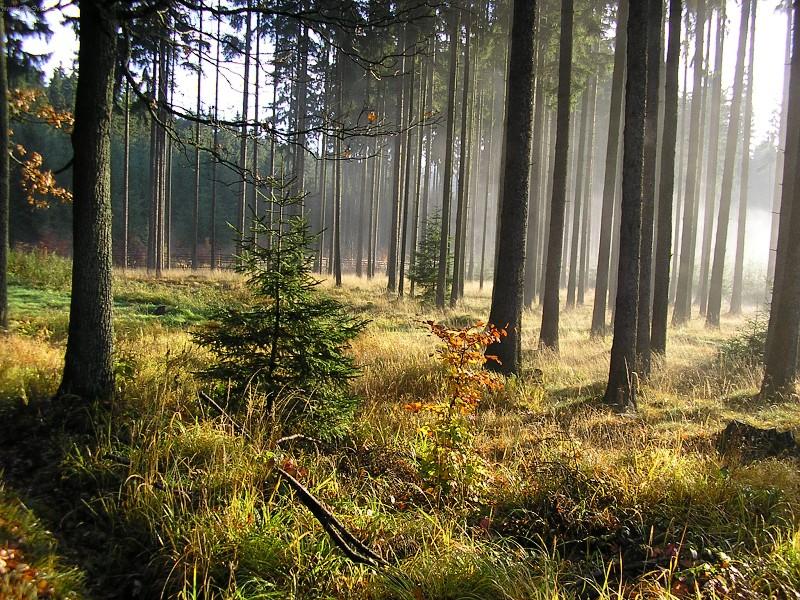 Foto: Podzimn� r�no v lese