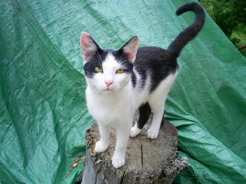 Foto: Micinek-M�m v�s v�echny r�d!!!