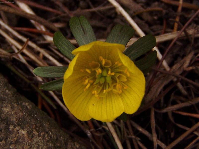 Foto: Kone�n� je tady jaro