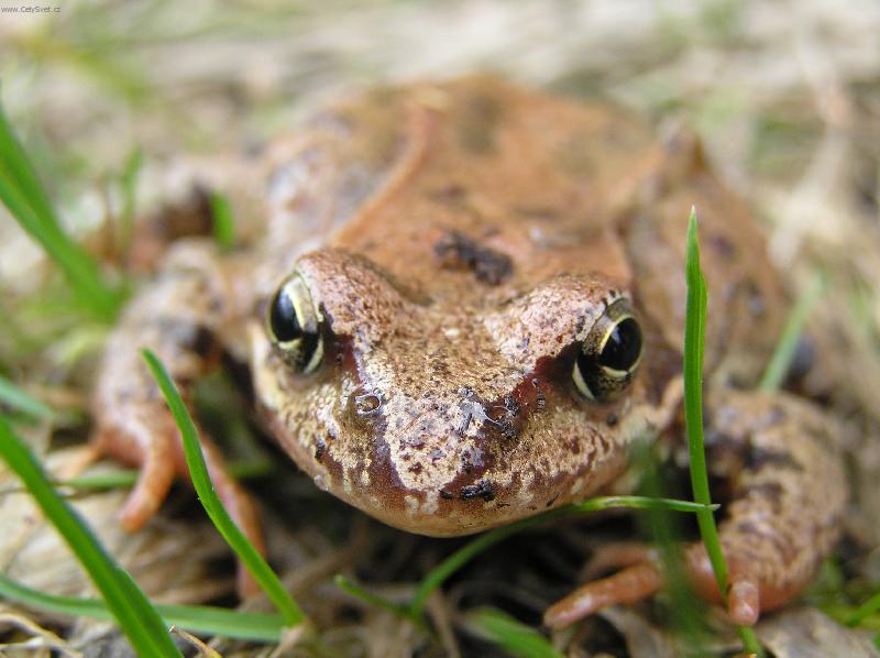 Foto: ku�k-�abka na zahr�dce