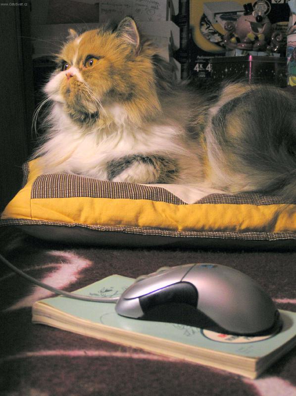 Foto: Ko�ka a my�