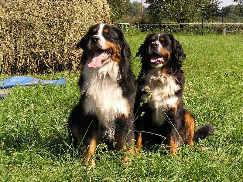 Foto: Ciro s Akelkou-Na slun��ku