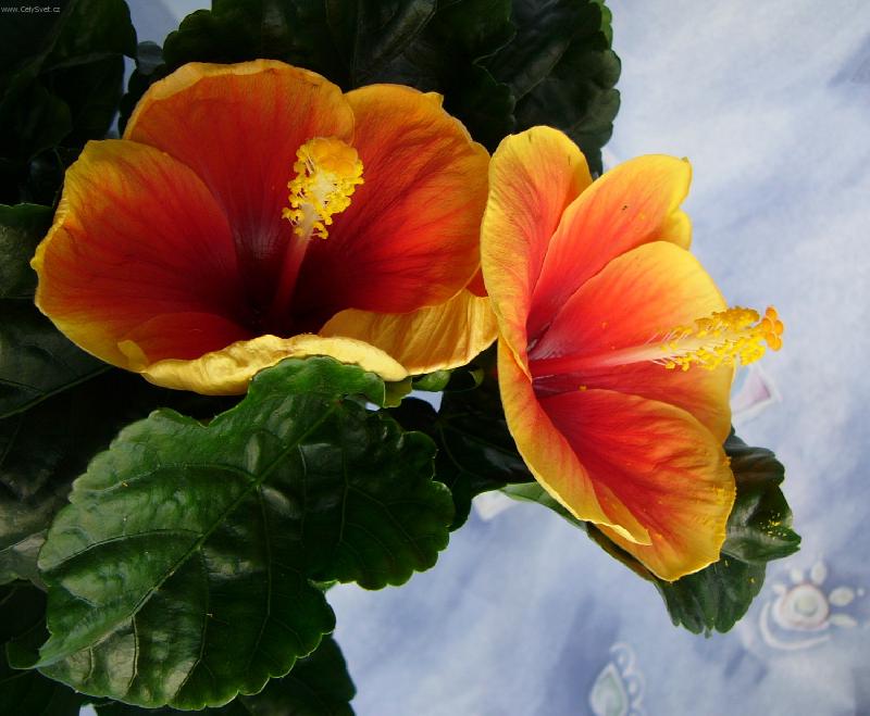 Foto: Dvoj��tka-2 kv�ty ibi�ku