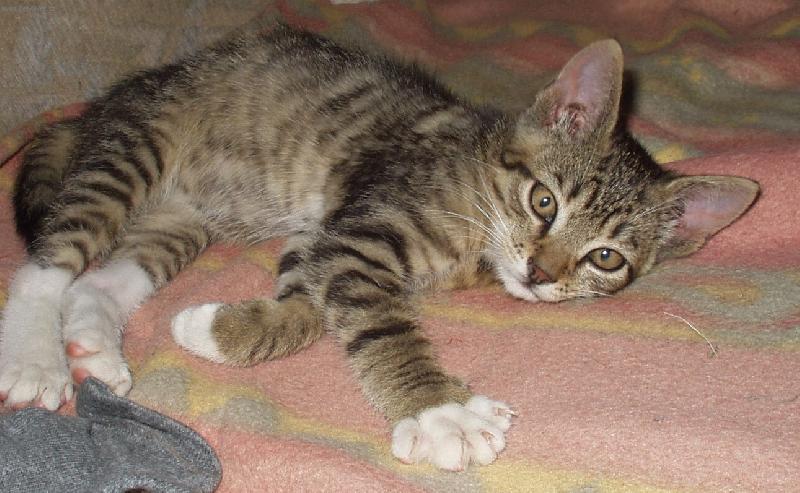 Foto: PRVN� CHV�LE V NOV�M DOMOV�-NALEZENEC OD GAR��� -MOUREK