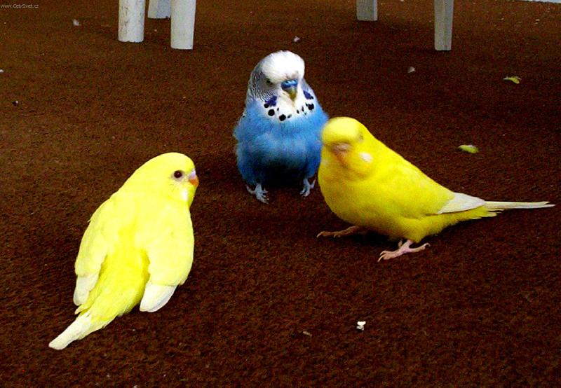 Foto: Pta�� rodinka