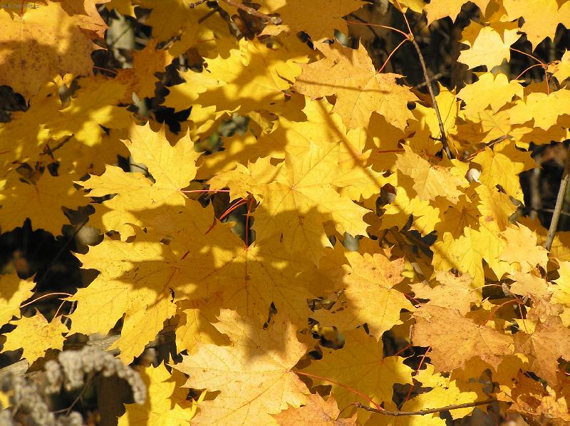 Foto: �lut� kr�sa