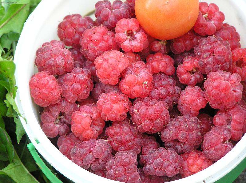 Foto: sladk� poku�en�