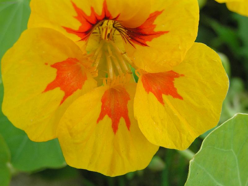 Foto: krasavice pozdn�ho l�ta