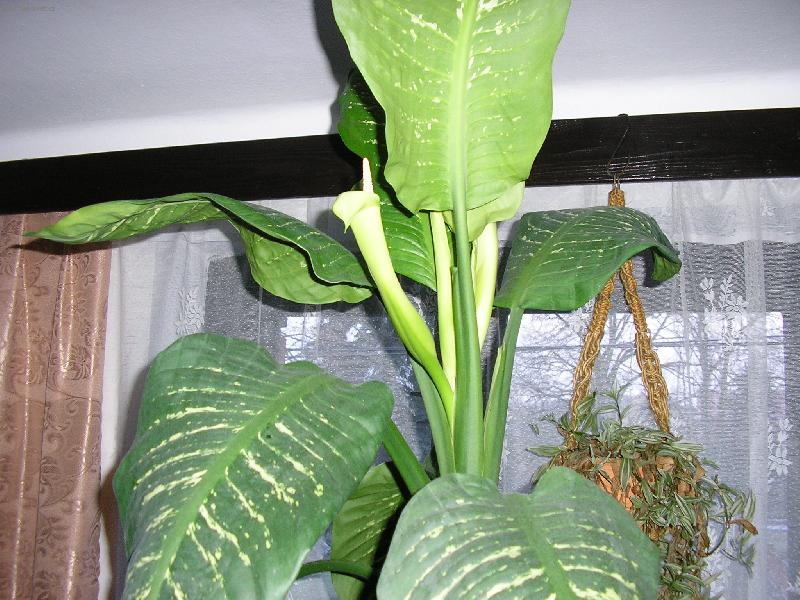 Foto: diefenbachia v kv�tu