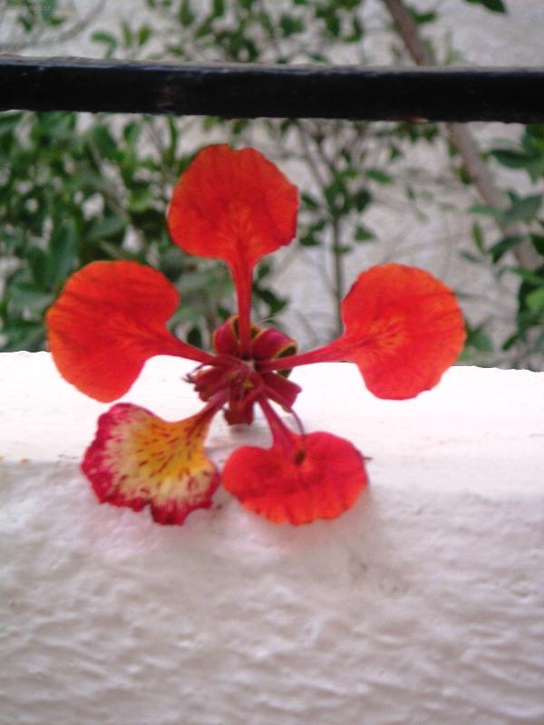 Foto: Exotick� kv�t