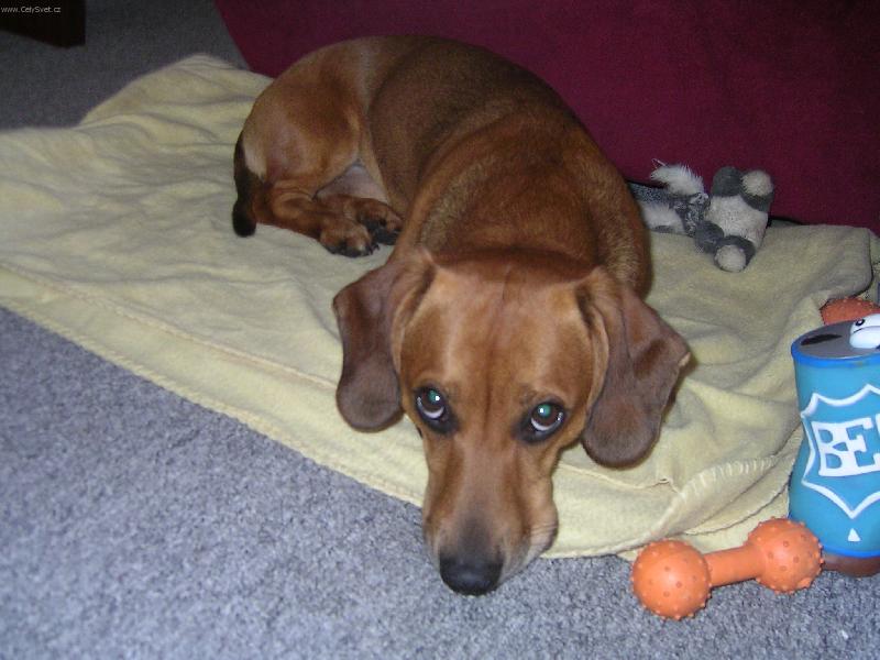 Foto: Ronecek-Pojd si hrat!