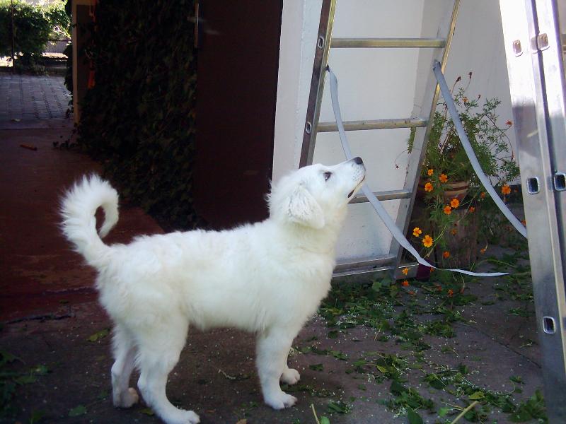 Foto: Zv�davost-J� chci taky nahoru!!!