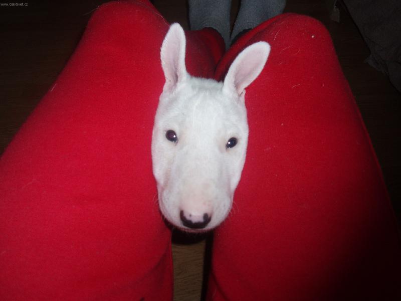 Foto: Jsem pejsek,nebo ne?