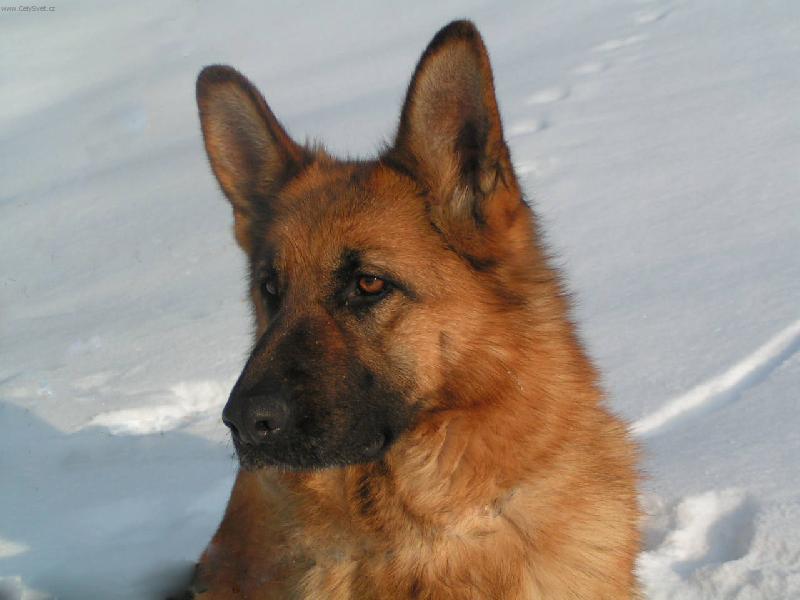 Foto: V zime-Vol�m sa Jenny