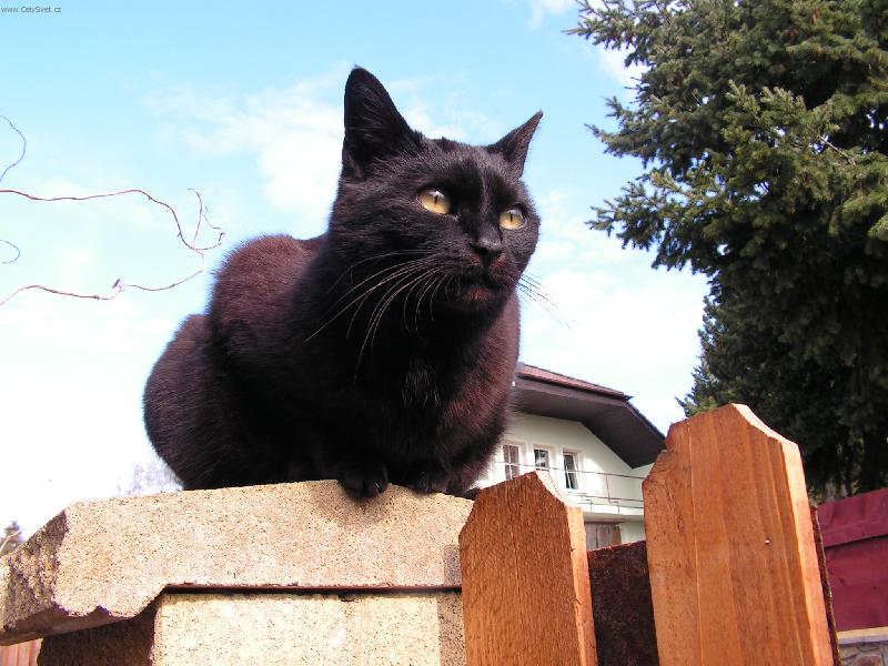 Foto: Bez m�ho v�dom� do domu neproklouzne ani my�!