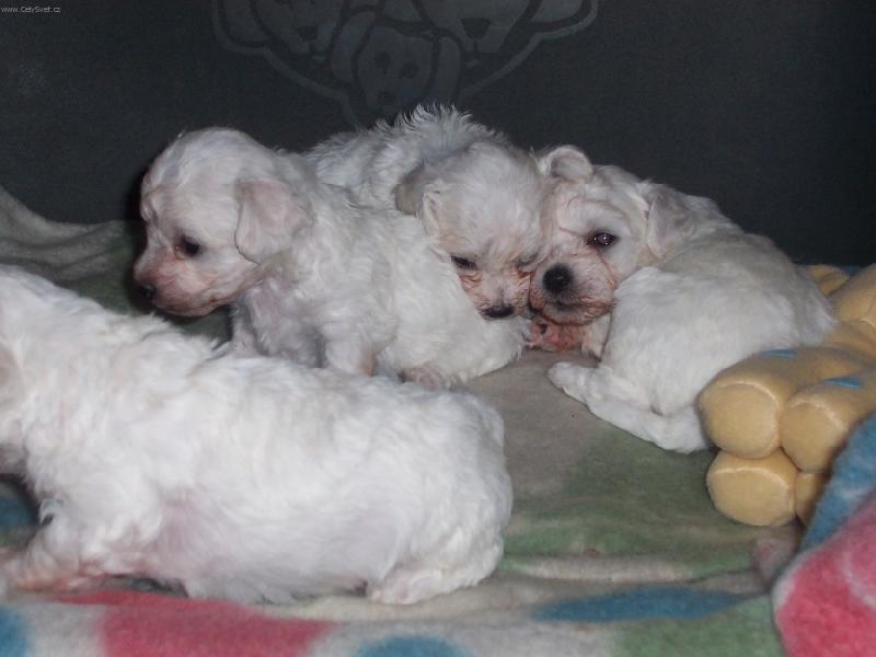 Foto: Bi�onek-�t���tka 4 t�dny star�