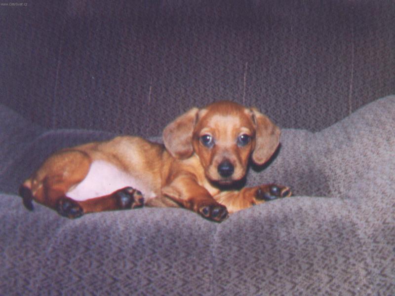 Foto: Copak bych zase provedl?-N� Max��ek