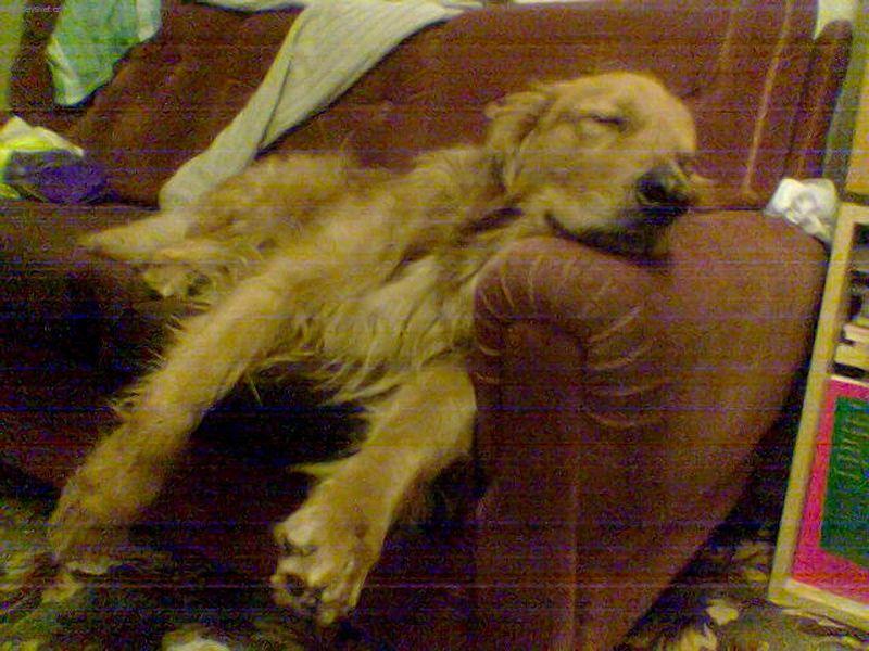 Foto: Falko3-Ospalec