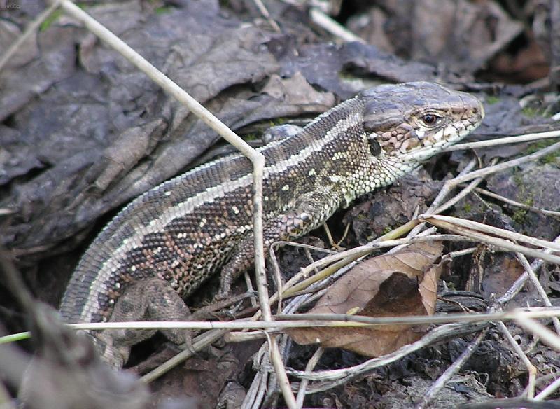 Foto: Je�t�rka-Na jarn�m slun��ku je n�dhern� i je�t�rk�m