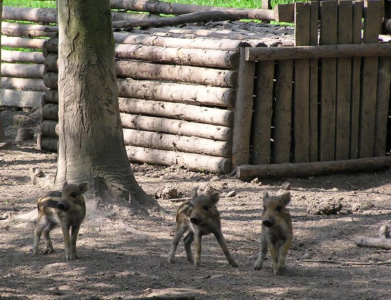 Foto: Divok� pras�tka-T�i lupi�i jdou, v �ad� za sebou..........