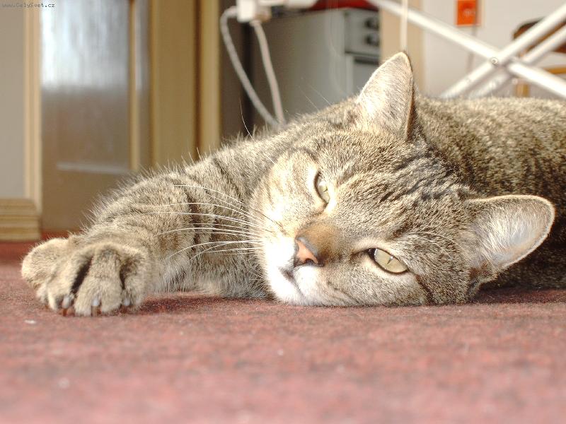 Foto: Ko�i�ka-M�j Mil��ek:o)