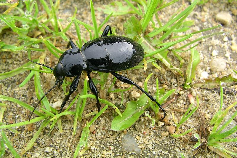 Foto: Brouk-Proch�zka rann� rosou