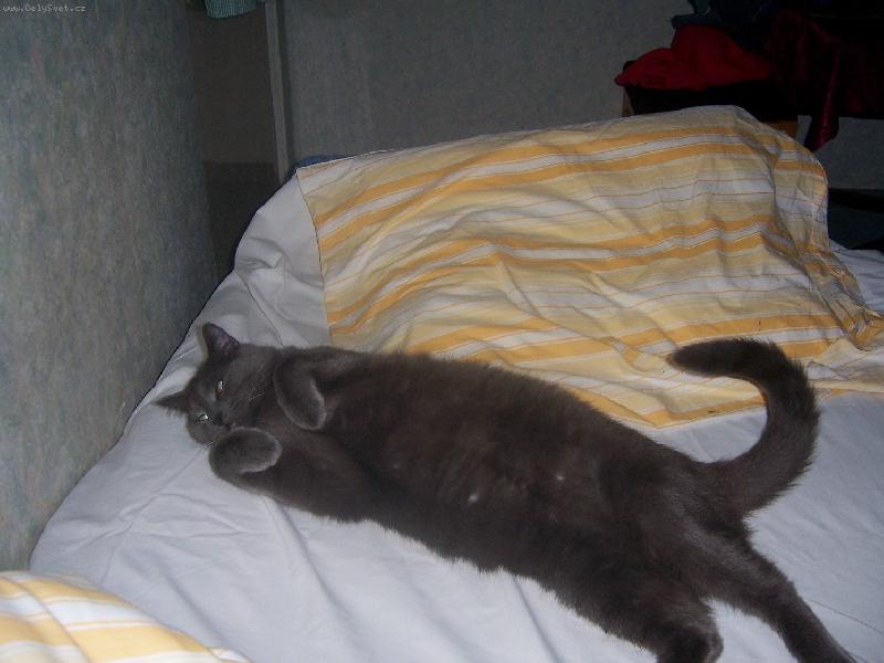 Foto: Dnes zde sp�m j�-Valent�nek v pani��in� posteli