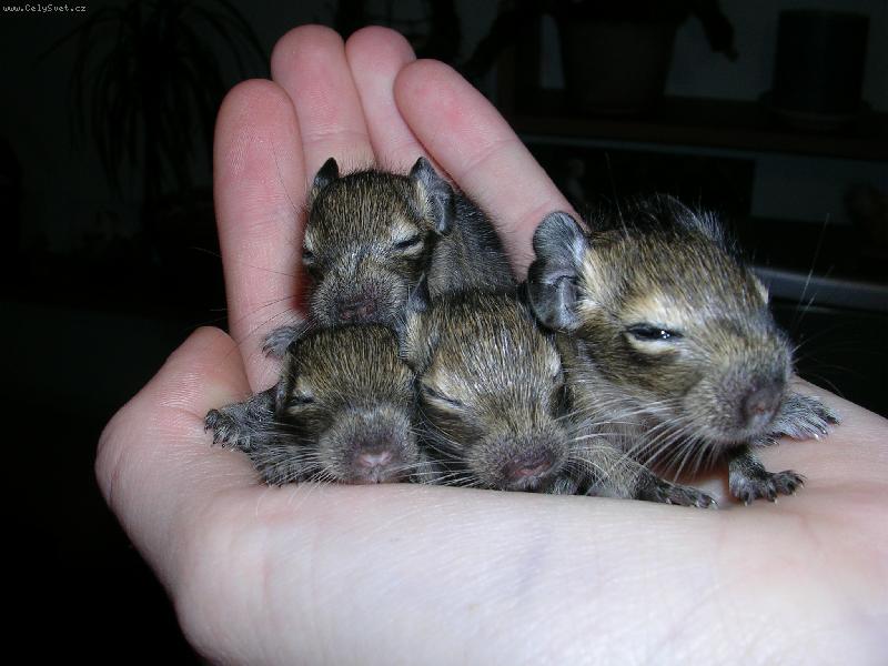 Foto: Miminka-Mim�a osm��k� \"jako na dlani\".