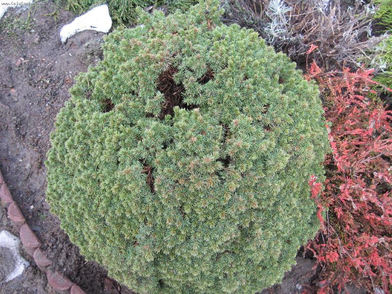 Foto: Je�e�ek-Pozor!j� taky p�ch�m!!