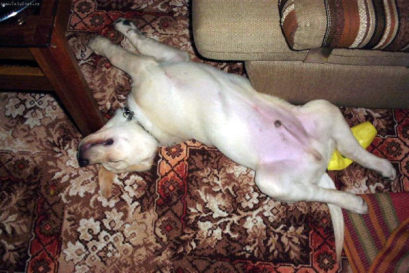 Foto: White-Sp��