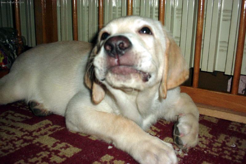 Foto: White-Dnes m�m dobrou n�ladu