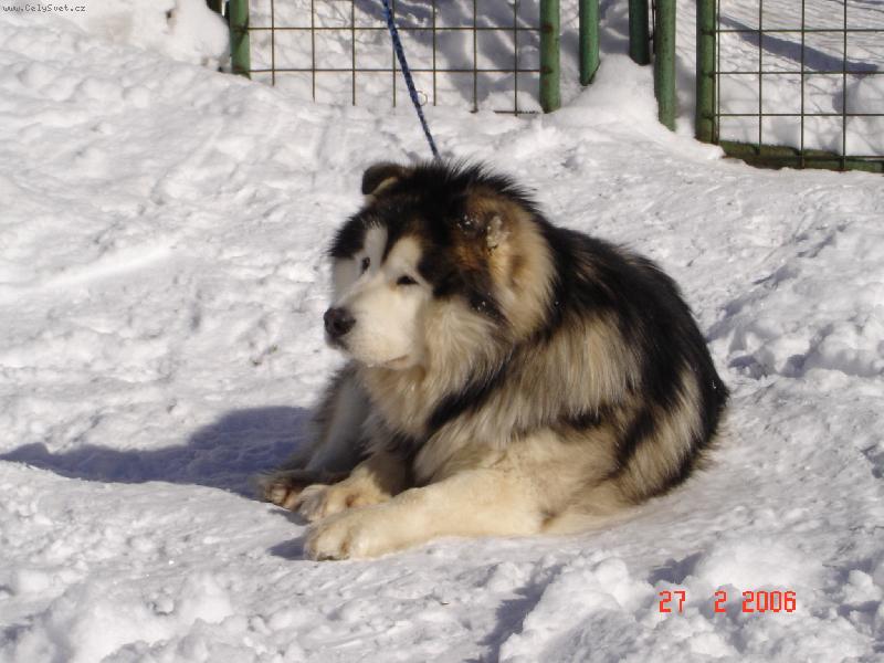 Foto: Ledn� medv�dek 2