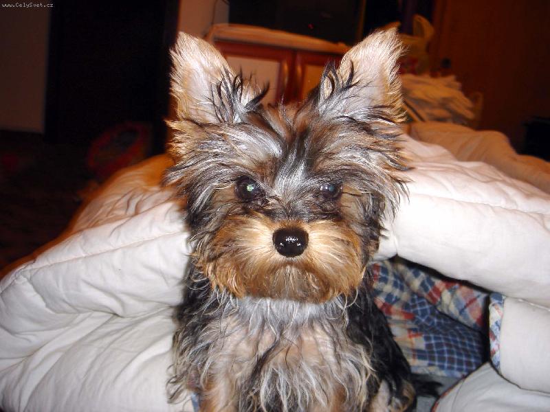 Foto: Suzie-Tak jdeme na prochazku